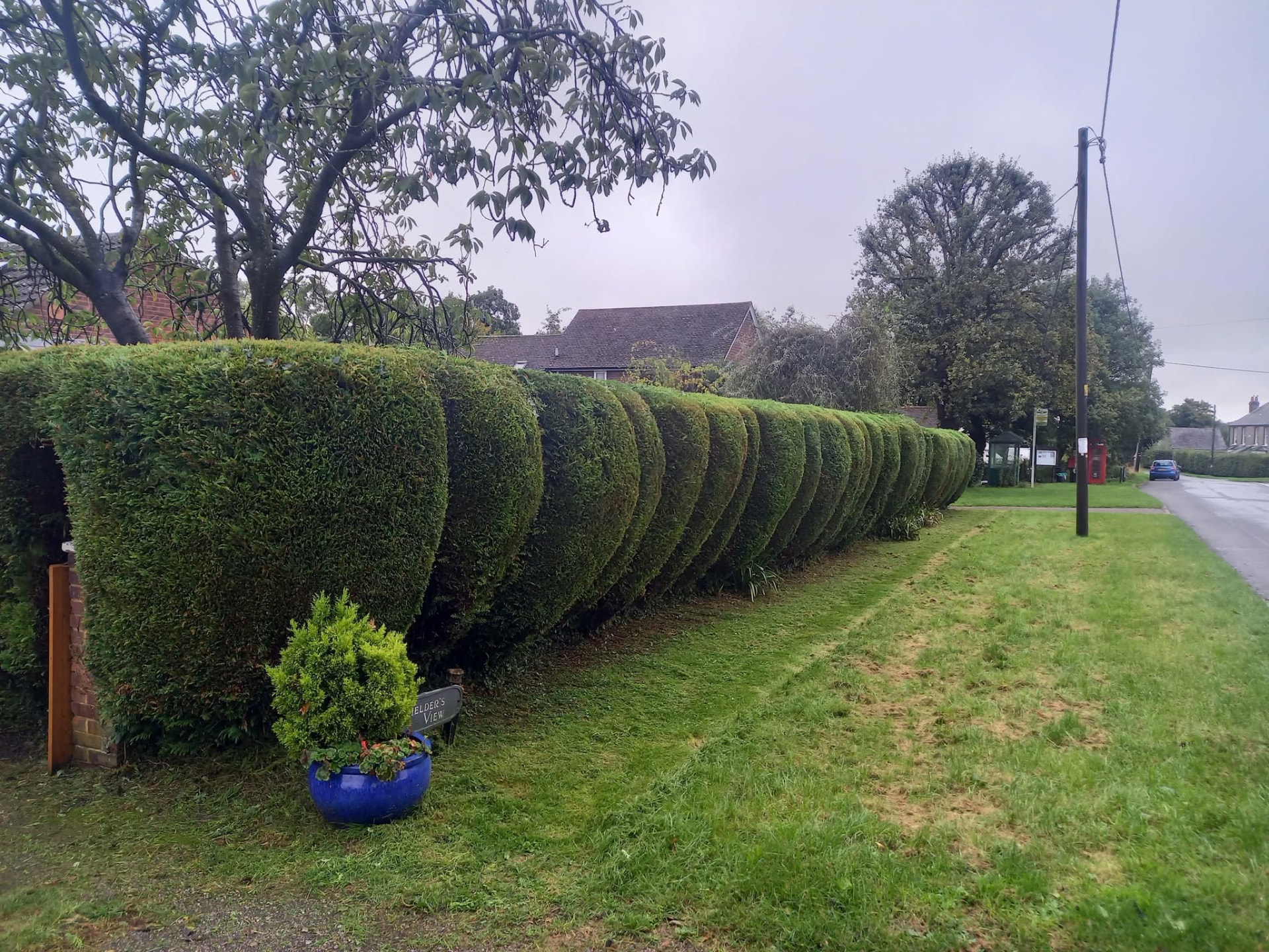 A long sculpted hedge with scalloped curves